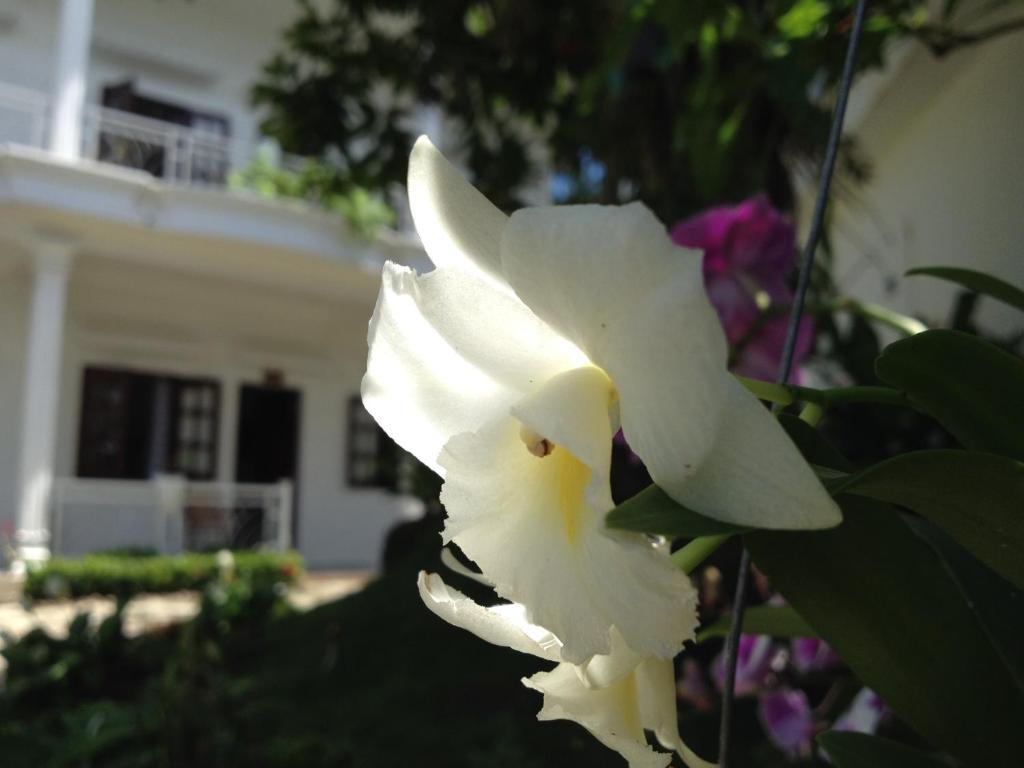 Suncosy Central Hotel Phu Quoc Dış mekan fotoğraf